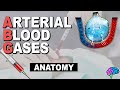 Respiratory system anatomy  arterial blood gas part 1