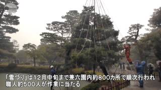 兼六園で雪づり　冬支度 幾何学模様に