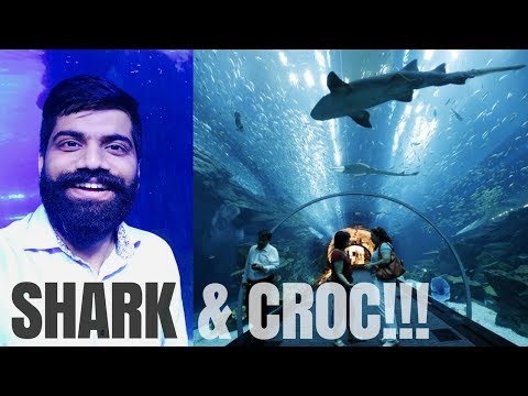 Dubai Aquarium – SHARKS 🦈  – CROC 🐊  – Underwater Zoo!!