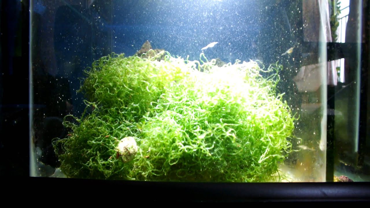 breeding mysis shrimp