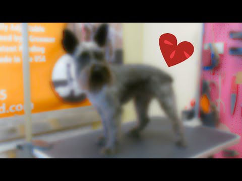 fast pet grooming How to groom Miniature Schnauzer - Senior Dog with health problems - Repeat Client