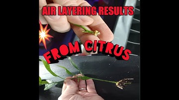 How to Air Layer a Grapefruit tree (The Easy Way) I use  Hormodin 3