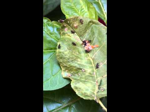 Video: Svet hmyzu. larva lienky
