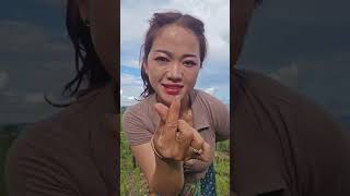 Xia vaj maiv kawm Nkauj hmoob nplog ntxim hlub 24/05/2026