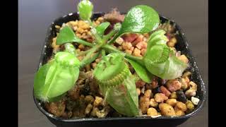 【食虫植物】　セファロタス　紹介