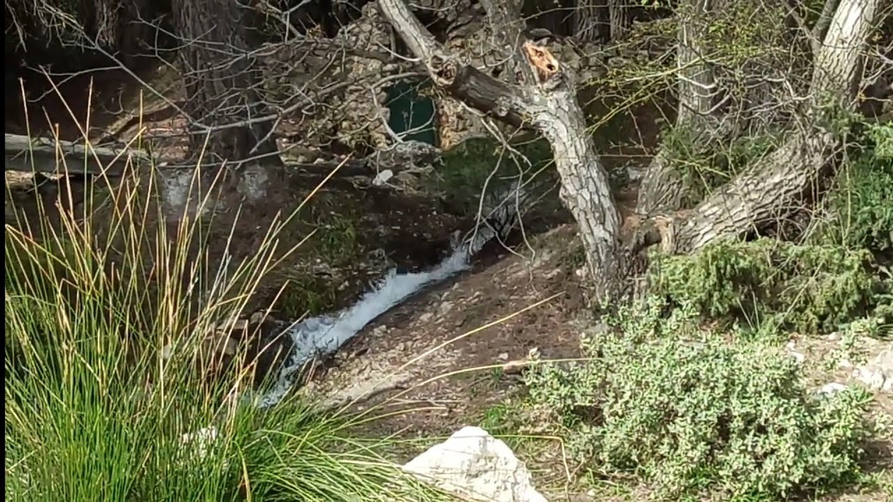 El reventón de "La Fuente de la Carrasca" 💦 en Sierra Espuña ⛰️ Totana - Murcia, 🌧 Abril del 2022