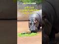 【東山動植物園公式】福子誕生日おめでとう　《 カバ 》#shorts