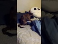 Cat on bed (Gone wrong) (gone sexual)