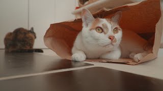 紙袋が大好きな猫はこうなります