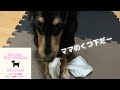 【ミニチュアダックスフンド】むむ。ママのくつ下がカジカジおもちゃになっております😭#ミニチュアダックス #kawaii #犬
