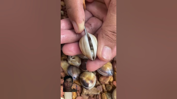 Beautiful pearls in shell #pearls #sea
