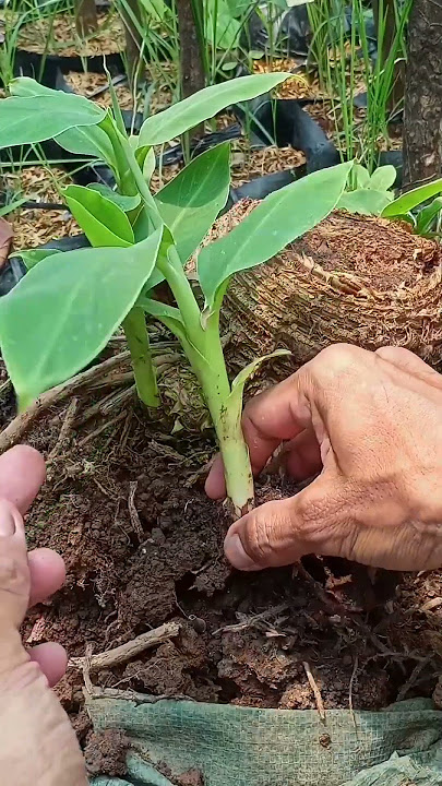 Tehnik tanam pisang