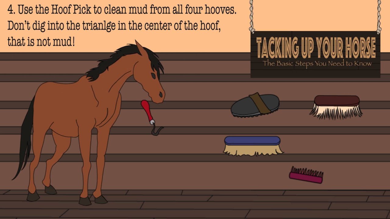 Infograph How to Tack up Your Horse YouTube