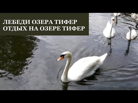 Отдых на озере Тифер Лебеди озера Тифер