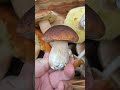 Грибной сезон открыт 🍄🦟