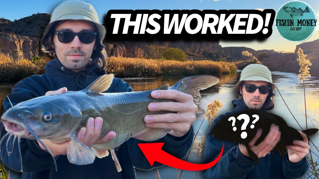 This Lake Mead Wash Was On Fire After We Switched To Fresh Cut Bait (Lava Butte Wash)