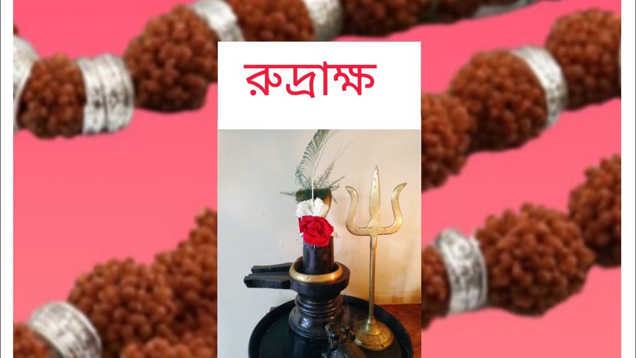 Kodo Raksha রুদ্রাক্ষ /Information about Rudraksha /importance/significance # ...