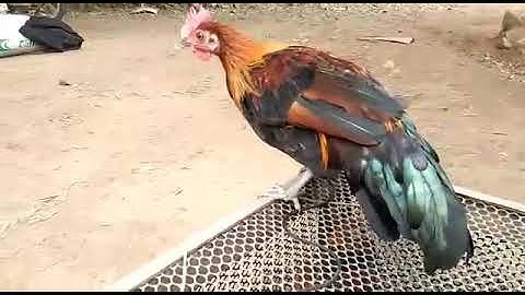 Mes nyuam qaib qus zoo nkauj heev