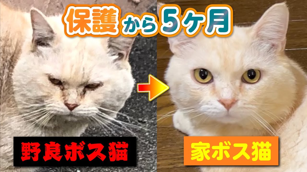 ボス猫 これからはずっと一緒だよ」野良ボス猫が家猫になるまでの5ヶ月間