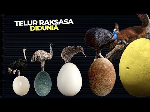 Video: Kira-kira saiz telur burung unta dan sesuatu daripada kehidupan burung unta