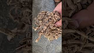 Umabelejongosi Umuthi