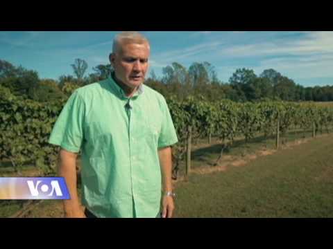 ქართული ვაზი ამერიკაში