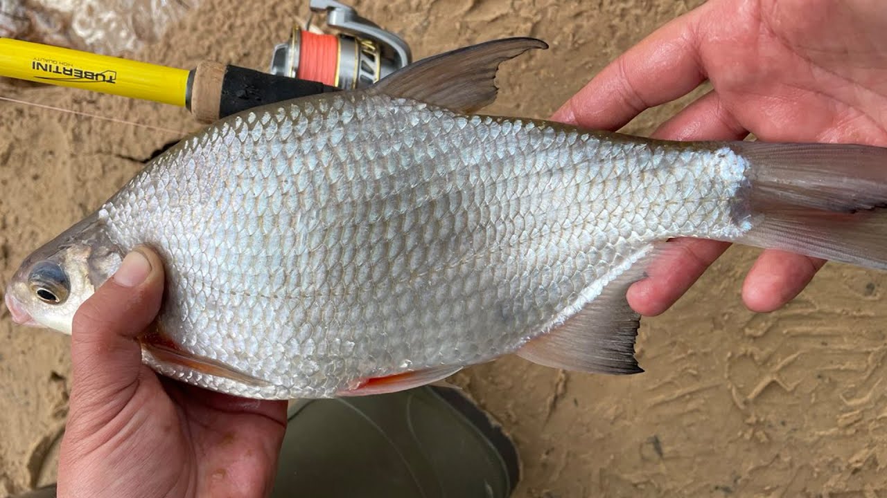 С фидером на Волгу за весенней разнорыбицей. Плотва, густера, чехонь, окунь.