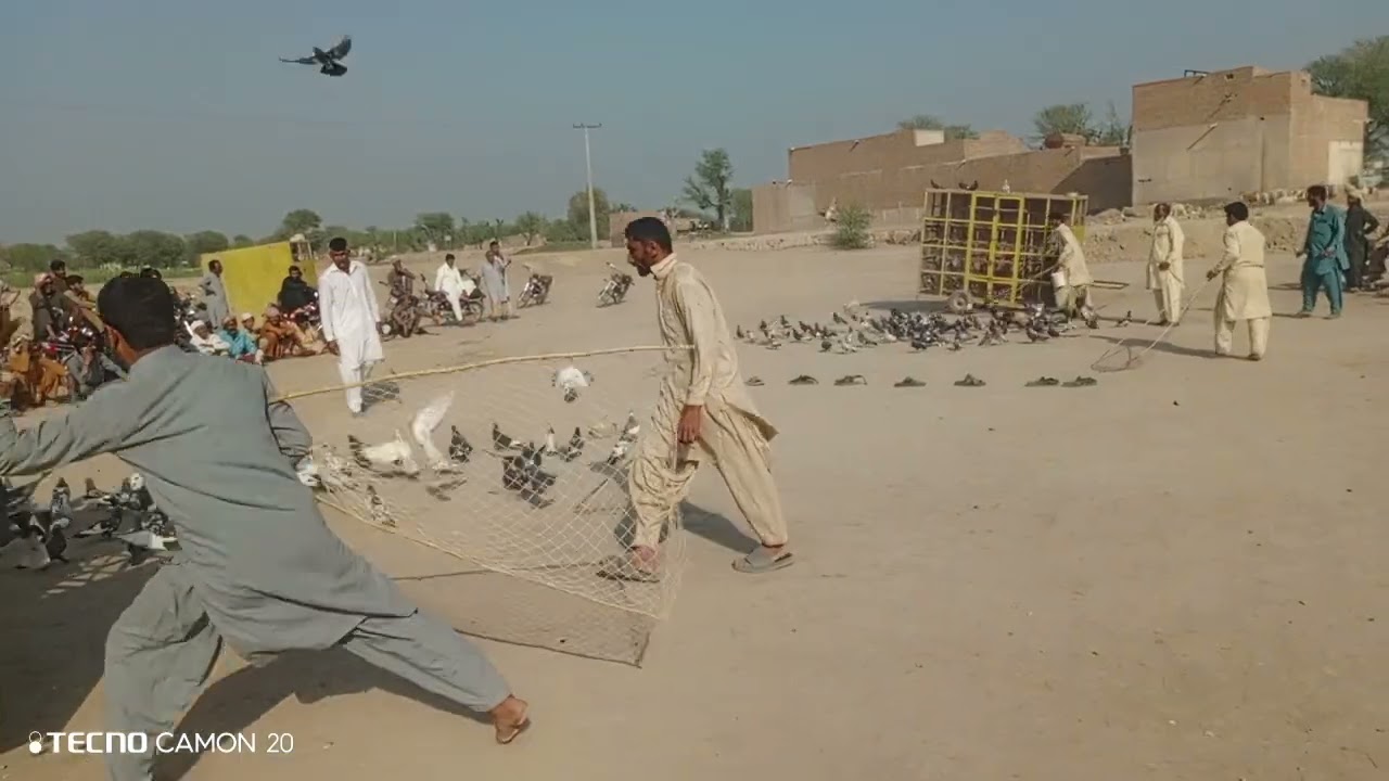 کبوتر بازی ایک جنون🕊🕊🕊🕊||مہر ندیم کا کھوکھا بمقابلہ استاد عبدالحی کا کھوکھا||زبردست مقابلہ||