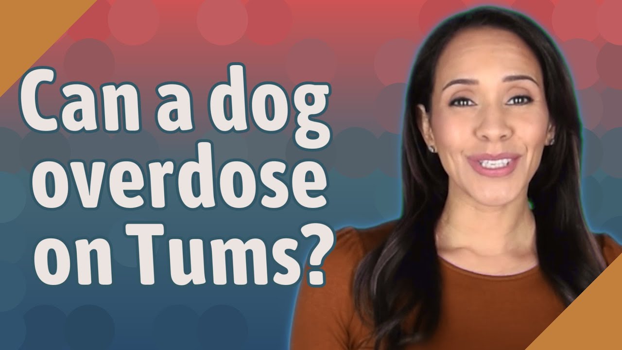 Can A Dog Overdose On Tums?