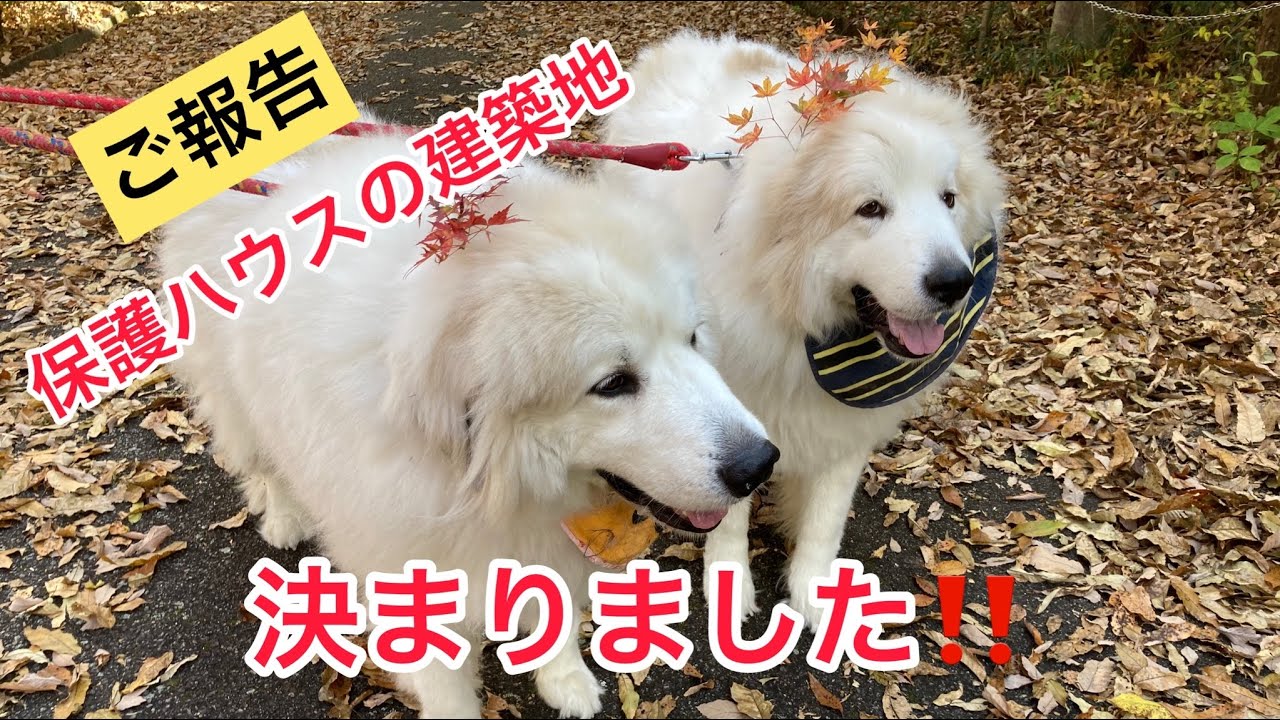 ご報告 殺処分を減らす 保護犬のために保護ハウスを作る Greatpyrenees グレートピレニーズ 超大型犬 犬のいる暮らし もふもふ 保護ハウス 殺処分 保護犬 Youtube