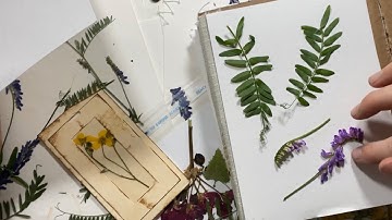 How to press flowers -let’s build some ephemera