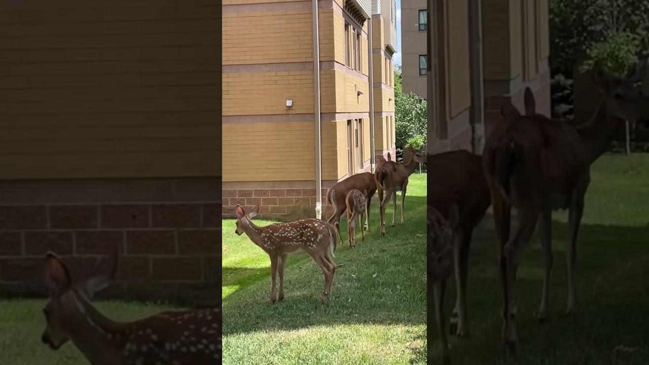 deers in the middle of pitt’s campus 