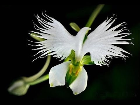 Vídeo: As flores mais raras do mundo - descrição e foto (Top 15)