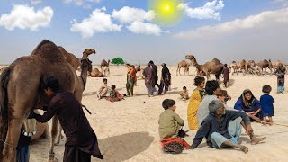 People living in the desert  ||Camel herders desert life style || desert last village || #camel