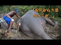 泥沼で倒れた象…「お尻」から出てきた大量のゴミに言葉を失う