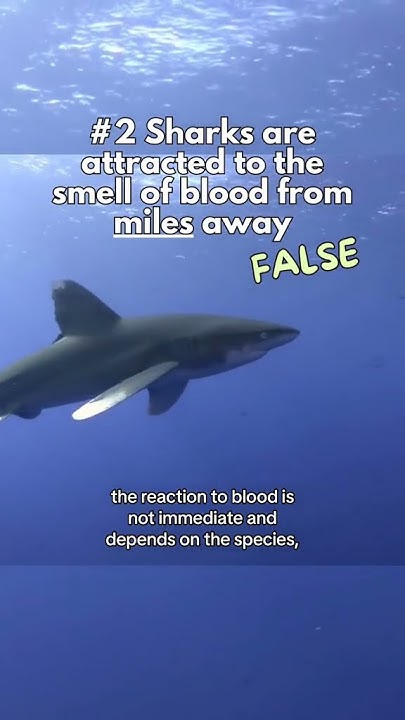 Debunking common misconceptions about sharks! - YouTube