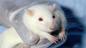 Why Rats are used in medical experiments?