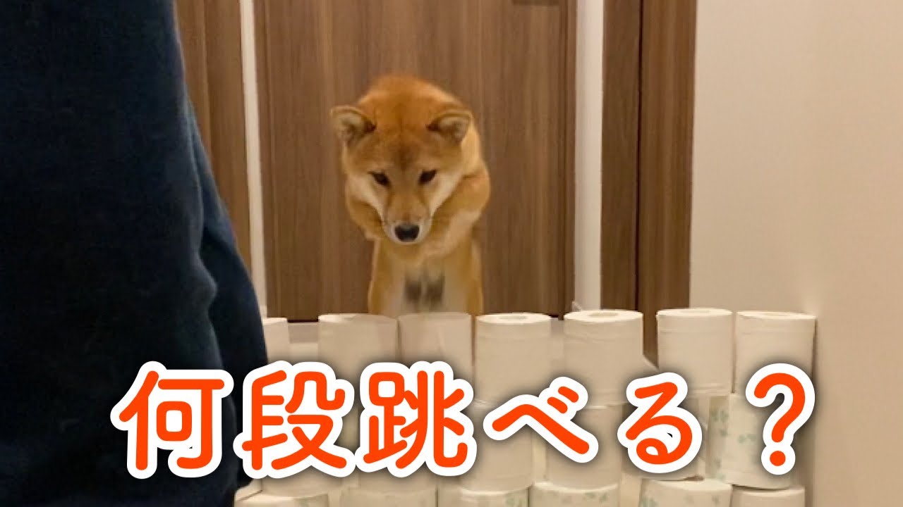 ジャンプ力がすごい富にトイレットペーパーチャレンジをやってみた 豆柴富 Youtube ジャンプ力がすごい富にトイレットペーパーチャレンジをやってみた 豆柴富 Youtube