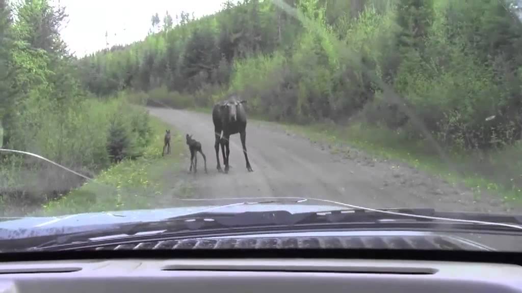 Momma moose attacks truck - YouTube