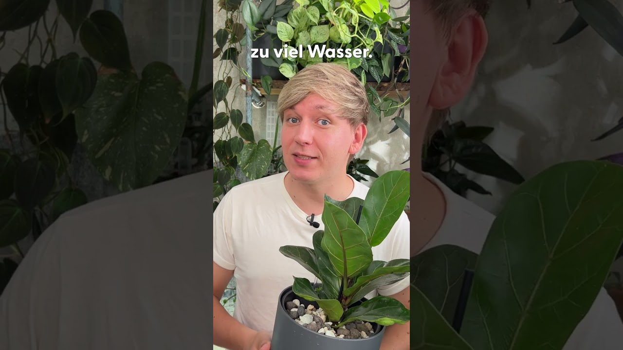 Are your fiddle-leaf fig's leaves getting red spots? You MUST know   #shorts #ficuslyrata - YouTube