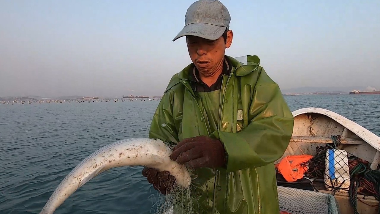 刚买的鲈鱼网拿去放，抓到不少的肥硕乌头鱼，拿回去全部送人家了