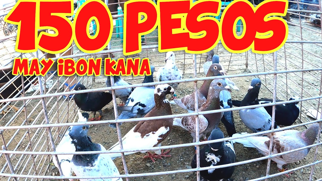 🔴BUDGET MEAL BILIHAN KALAPATI SAN CARLOS CITY🔥