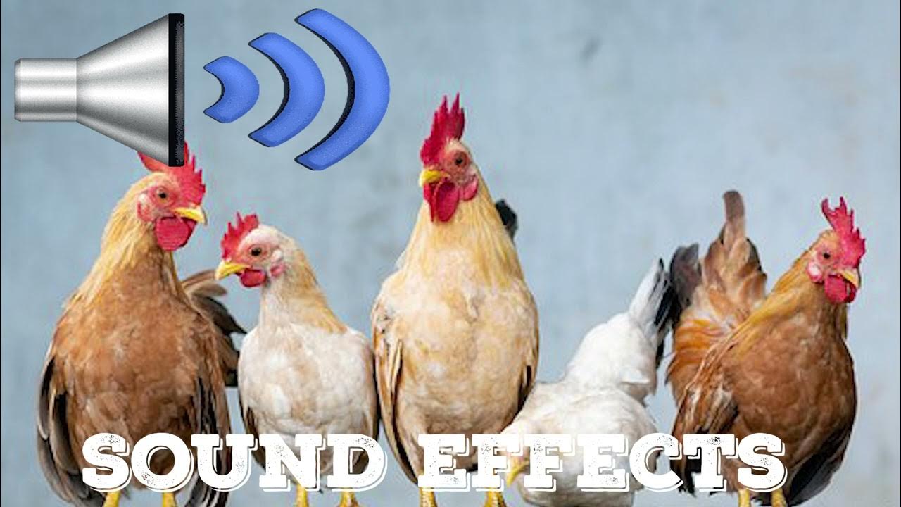 chicken sound Effects YouTube