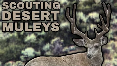Desert Mule Deer Scouting Tips | How to Find Big Bucks in Sage and Canyon Country