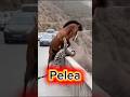 Leopardo ataca a un Caballo #animals