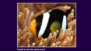 Clown Fish - Tropical Fish Species