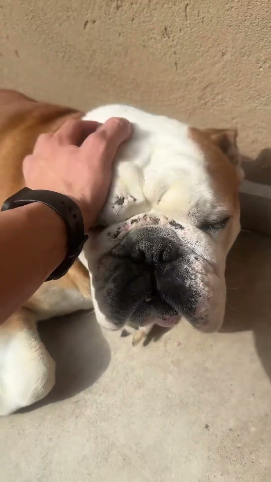 PERDÍ A MI PERRO??
