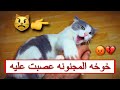 القطه خوخه عصبت عليه القطط الصغيره اولاد خوخه كبروا Mohamed Vlog 