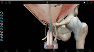 GI Lab 2 Inguinal Region
