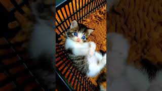 #catlovers #funnycat #funnykitten #animallover #kittenplaying #kitten